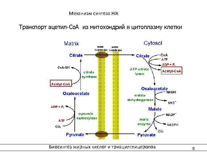 Биосинтез высших жирных кислот схема