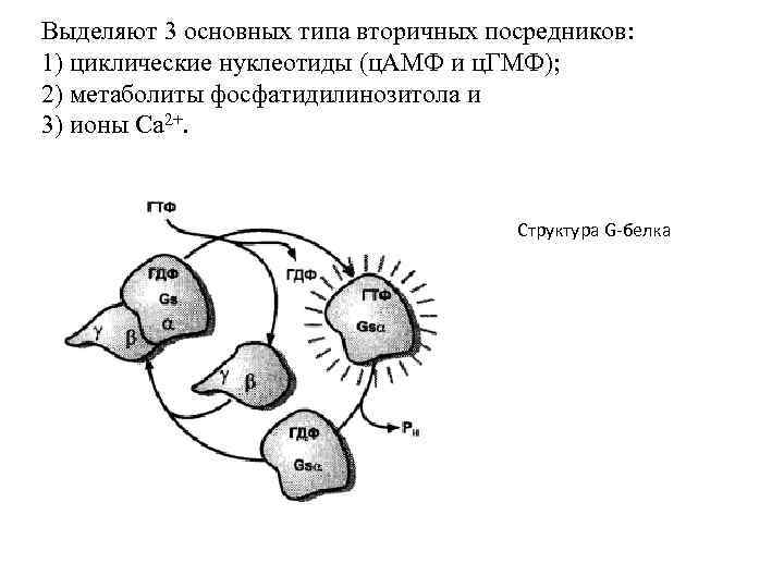 Выделяют 3 основных типа вторичных посредников: 1) циклические нуклеотиды (ц. АМФ и ц. ГМФ);