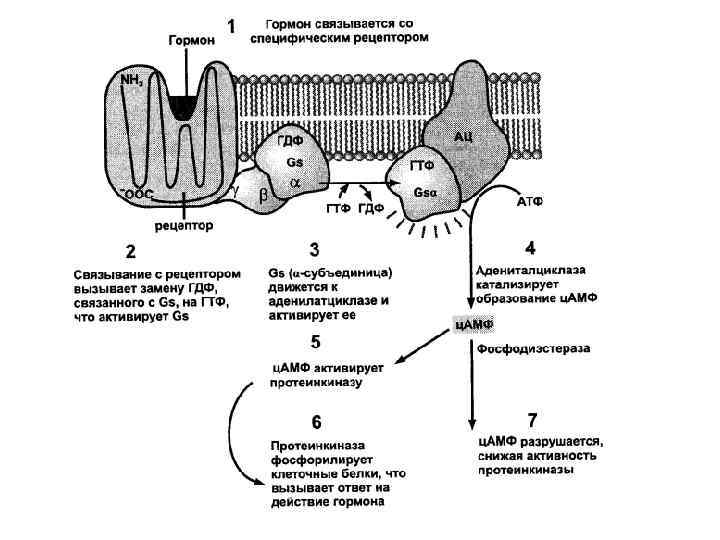 Аденилатциклазная система схема