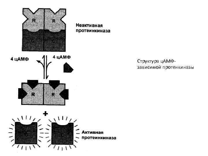 Структура ц. АМФзависимой протенкиназы 