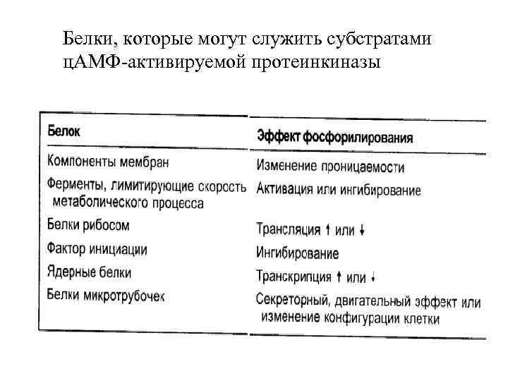 Белки, которые могут служить субстратами ц. АМФ-активируемой протеинкиназы 