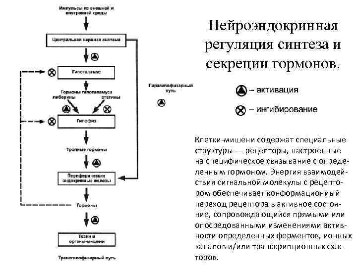 Механизмы регуляции обмена веществ