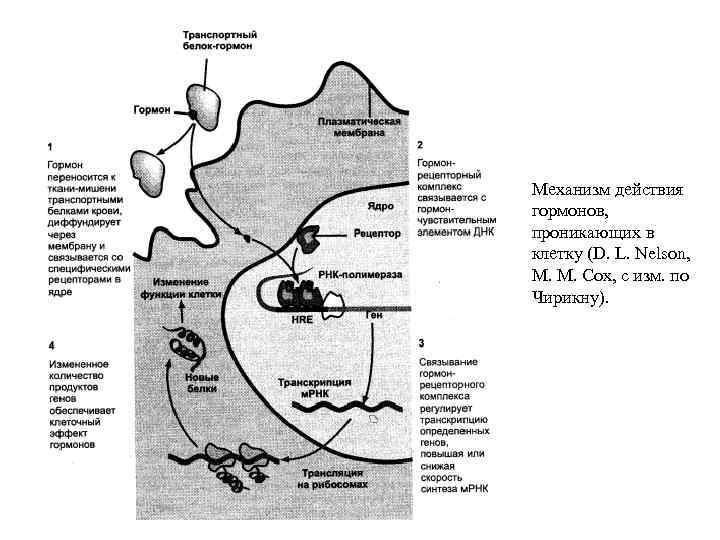 Механизм действия гормонов, проникающих в клетку (D. L. Nelson, М. М. Сох, с изм.