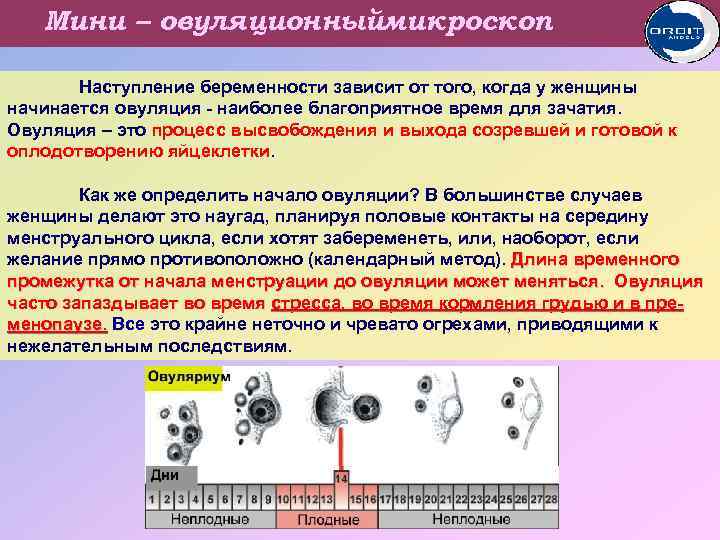 Мини – овуляционныймикроскоп Наступление беременности зависит от того, когда у женщины начинается овуляция -