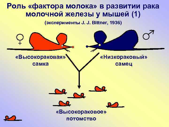 Роль «фактора молока» в развитии рака молочной железы у мышей (1) (эксперименты J. J.