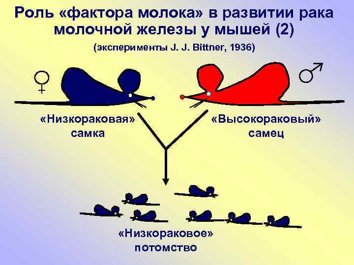 Роль «фактора молока» в развитии рака молочной железы у мышей (2) (эксперименты J. J.