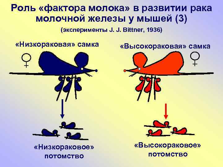 Роль «фактора молока» в развитии рака молочной железы у мышей (3) (эксперименты J. J.