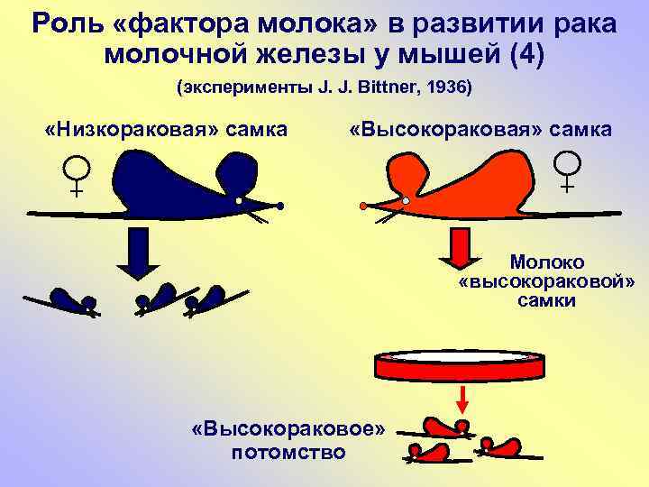 Роль «фактора молока» в развитии рака молочной железы у мышей (4) (эксперименты J. J.