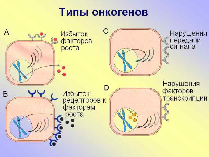 Типы онкогенов 