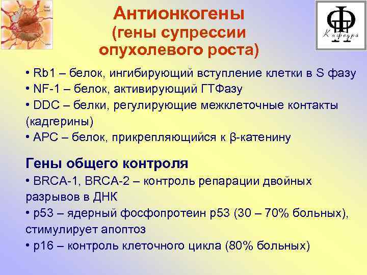 Антионкогены (гены супрессии опухолевого роста) • Rb 1 – белок, ингибирующий вступление клетки в