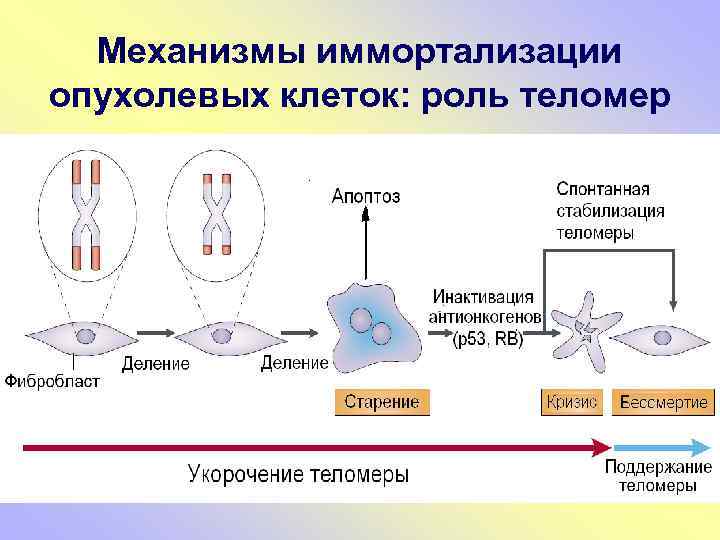 Механизмы иммортализации опухолевых клеток: роль теломер 