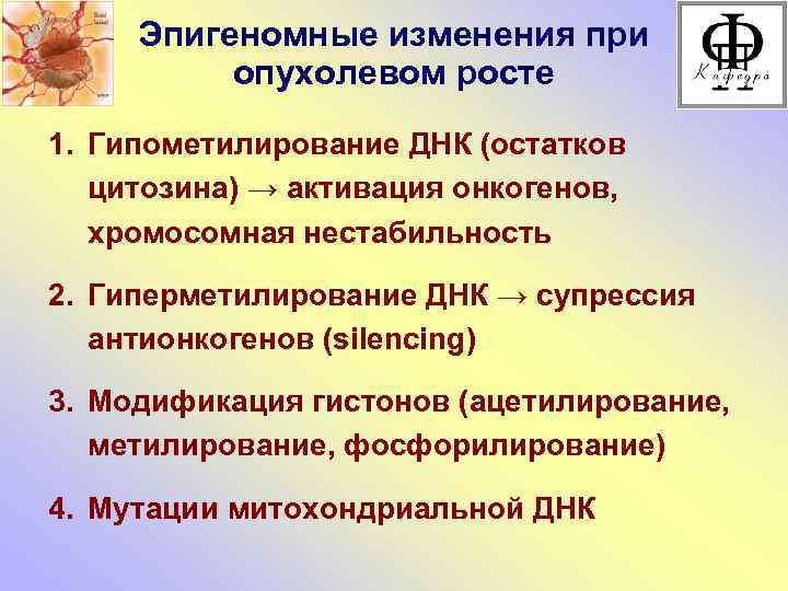 Эпигеномные изменения при опухолевом росте 1. Гипометилирование ДНК (остатков цитозина) → активация онкогенов, хромосомная