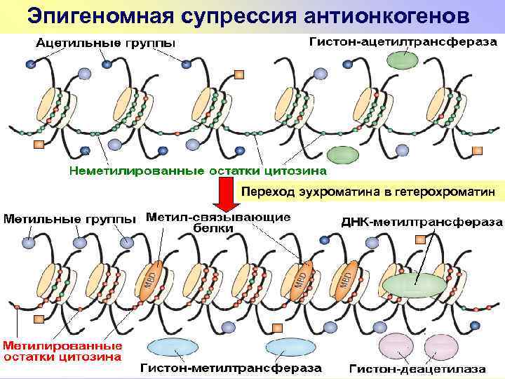 Эпигеномная супрессия антионкогенов Переход эухроматина в гетерохроматин 