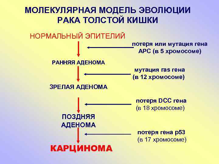 МОЛЕКУЛЯРНАЯ МОДЕЛЬ ЭВОЛЮЦИИ РАКА ТОЛСТОЙ КИШКИ НОРМАЛЬНЫЙ ЭПИТЕЛИЙ потеря или мутация гена АРС (в