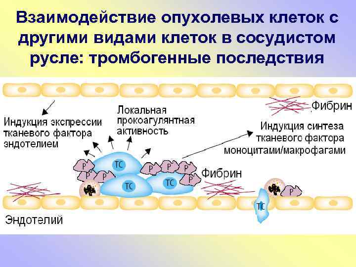 Соседняя клетка