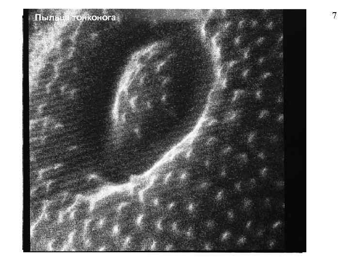 Пыльца тонконога 7 