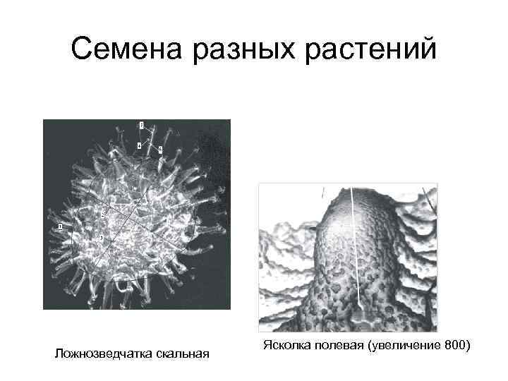 Семена разных растений Ложнозведчатка скальная Ясколка полевая (увеличение 800) 