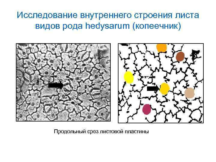 Исследование внутреннего строения листа видов рода hedysarum (копеечник) Продольный срез листовой пластины 
