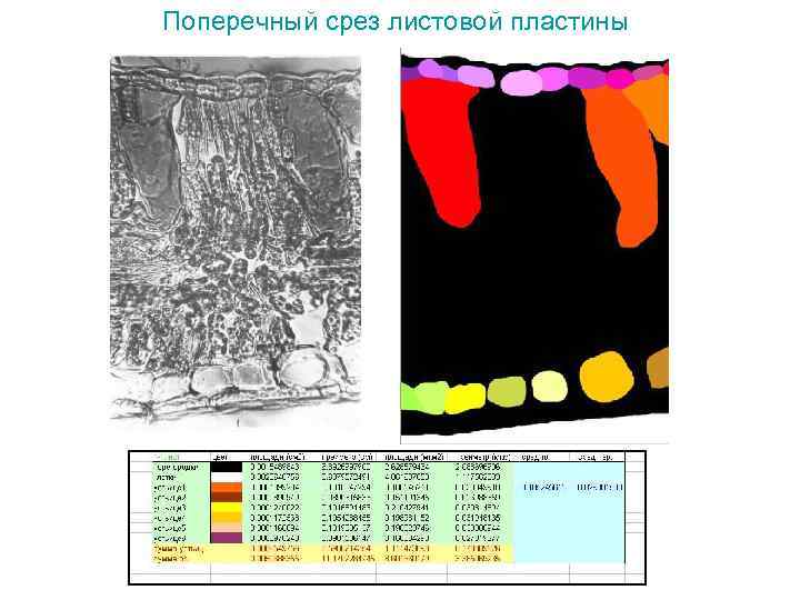 Поперечный срез листовой пластины 