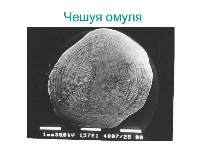 Чешуя омуля 