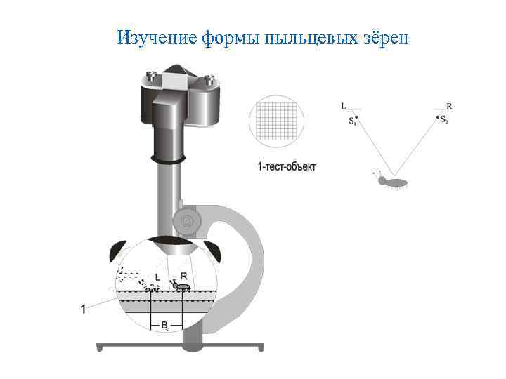 Изучение формы пыльцевых зёрен 