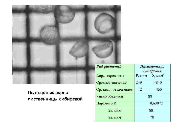 Пыльцевые зерна лиственницы сибирской 
