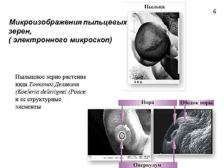 6 Микроизображения пыльцевых зерен, ( электронного микроскоп) Пыльцевое зерно растения вида Тонконог Делявиня (Koeleria