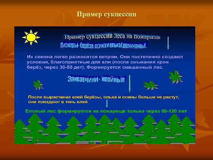 Пример сукцессии 