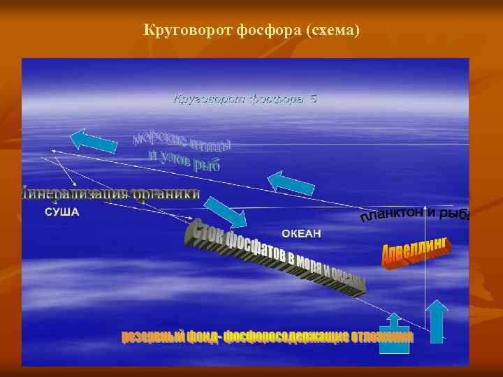 Круговорот фосфора (схема) 