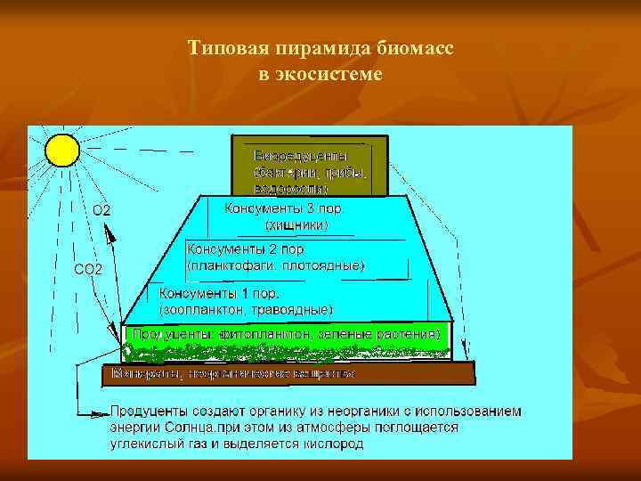 Типовая пирамида биомасс в экосистеме 