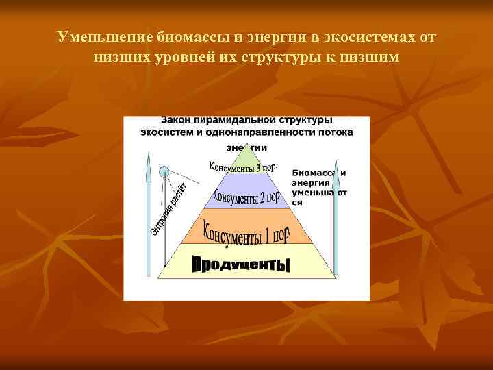 Уменьшение биомассы и энергии в экосистемах от низших уровней их структуры к низшим 