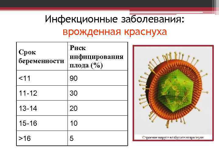 Инфекционные заболевания: врожденная краснуха Риск Срок инфицирования беременности плода (%) <11 90 11 -12