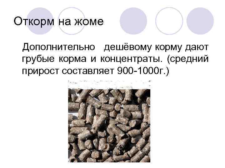 Откорм на жоме Дополнительно дешёвому корму дают грубые корма и концентраты. (средний прирост составляет