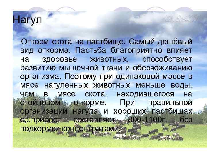 Нагул Откорм скота на пастбище. Самый дешёвый вид откорма. Пастьба благоприятно влияет на здоровье