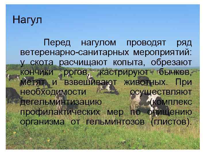 Нагул Перед нагулом проводят ряд ветеренарно-санитарных мероприятий: у скота расчищают копыта, обрезают кончики рогов,