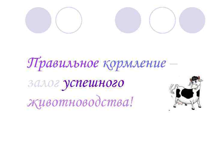 Правильное кормление – залог успешного животноводства! 