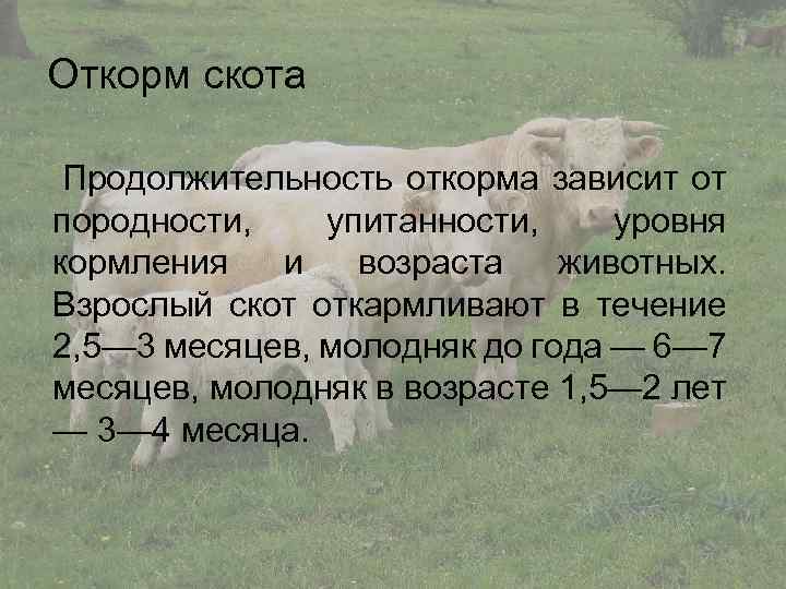 Воспроизводство стада крс