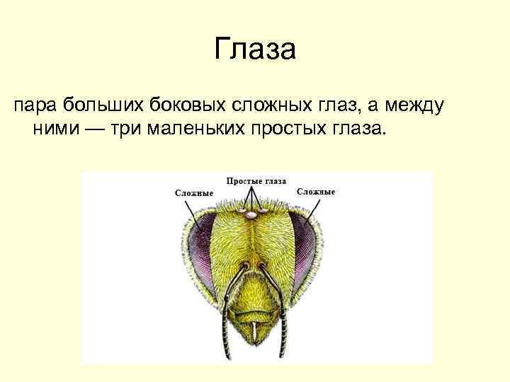 Органы зрения у насекомых