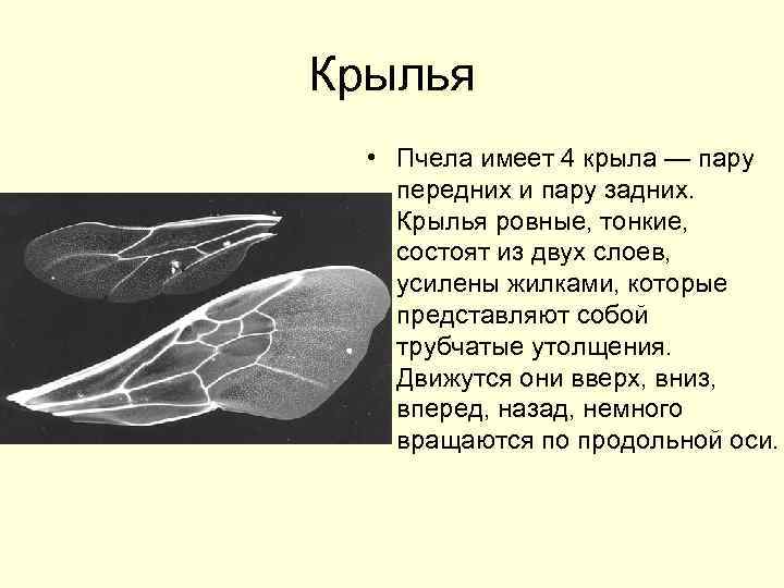 4 крыла. Строение крыльев пчелы. Структура крыльев пчелы. Строение крыла медоносной пчелы. Тип крыльев у пчелы.