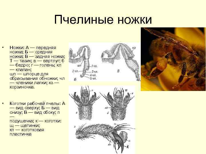 Приборы для исследования конечностей пчелы