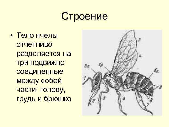 Отделы тела пчелы медоносной. Пчела строение тела. Строение пчелы. Внешнее строение пчелы. Строение пчелы для детей.