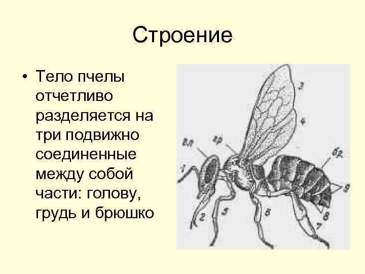 Строение • Тело пчелы отчетливо разделяется на три подвижно соединенные между собой части: голову,