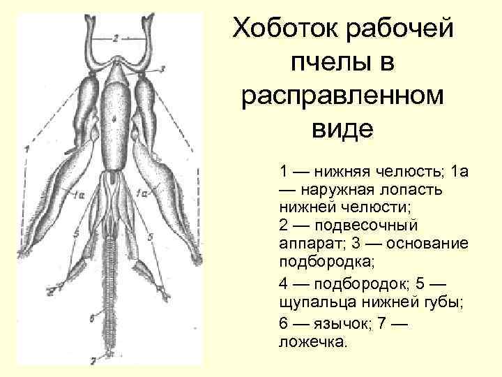 Рассмотрите схему строения кровеносной системы пчелы имеют ли пчелы смысл понятия артериальной