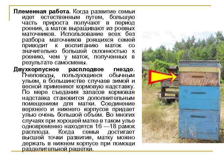 Племенная работа. Когда развитие семьи идет естественным путем, большую часть прироста получают в период