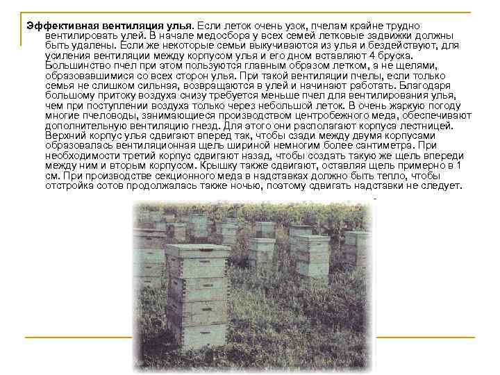 Эффективная вентиляция улья. Если леток очень узок, пчелам крайне трудно вентилировать улей. В начале