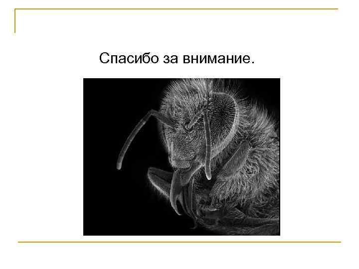 Спасибо за внимание. 