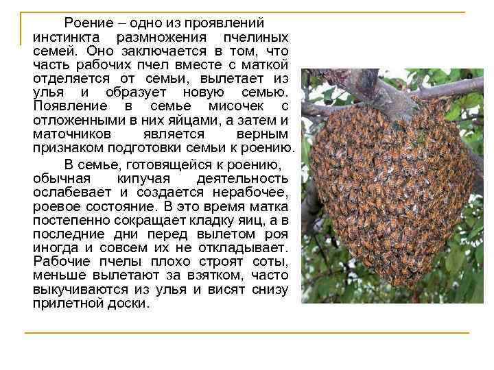 Роение – одно из проявлений инстинкта размножения пчелиных семей. Оно заключается в том, что