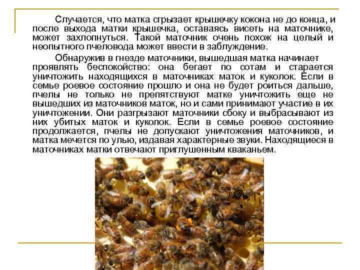 Случается, что матка сгрызает крышечку кокона не до конца, и после выхода матки крышечка,