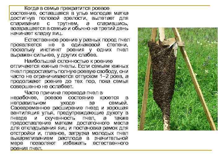 Когда в семье прекратится роевое состояние, оставшаяся в улье молодая матка достигнув половой зрелости,