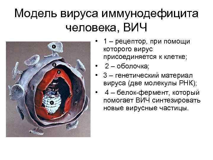 Модель вируса иммунодефицита человека, ВИЧ • 1 – рецептор, при помощи которого вирус присоединяется